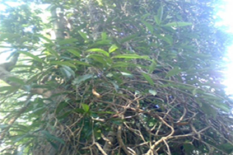 Fig.1:  Morinda reticulata Gamble