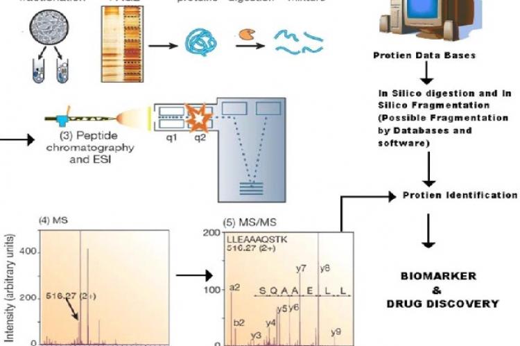 Schematic overview of two protein identification strategies commonly followed in proteomics and drug discovery