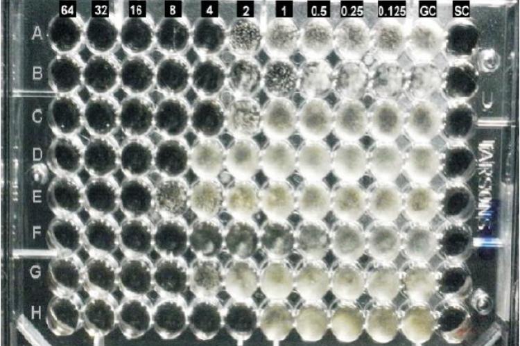 Micro broth diluation plate showed MIC 