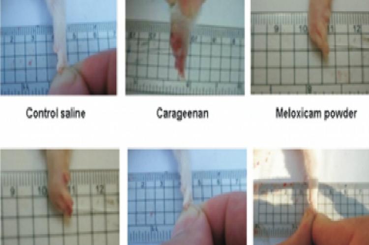 Anti-inflammatory effect of meloxicam