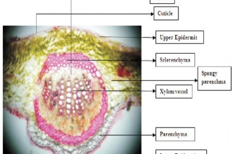 Transverse section of leaf midrib