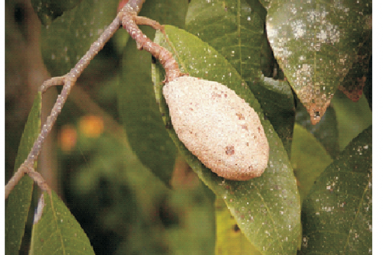 Leaves and fruit parts of Parinari  excelsa  Sabinus