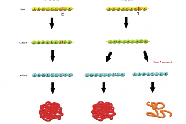 SMN protein expression 