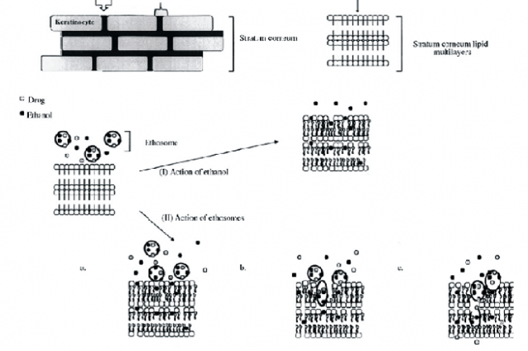 Hypothetical model suggested by (21), describing enhancement of penetration of drugs through stratum corneum lipids by ethosomes