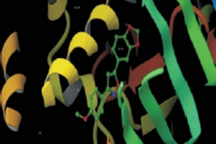 Compounds 7B and 7D in 3P07 showing stronger binding with the receptors