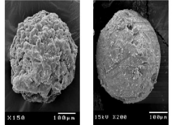 Scanning electron micrograph of Ketorolac Tromethamine Microparticles, F5, F7.