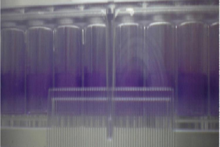Biofilm production on the side of the microtiter wells upon crystal violet staining