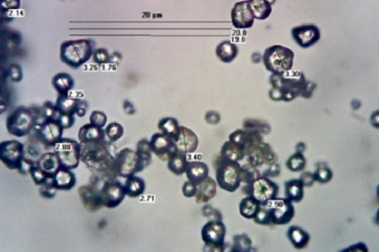 Microscopy of Maize starch 