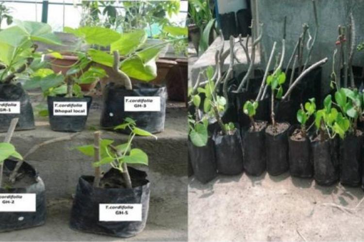 Nursery raising of different accessions of Tinospora cordifolia