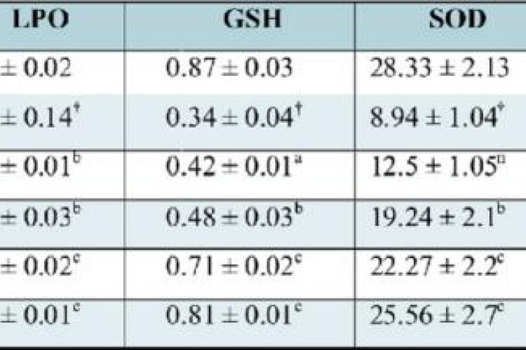 Effect of SXE on liver LPO