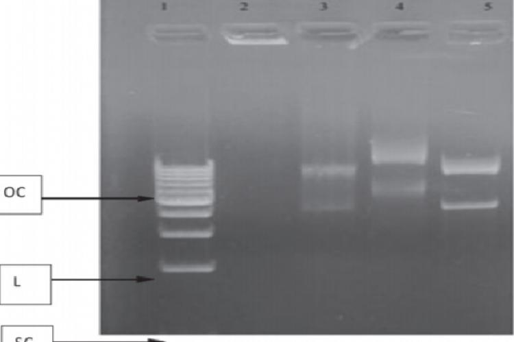 Inhibitory effects of methanolic leaf extracts of C. sativum, M. arvensis and L. aspera