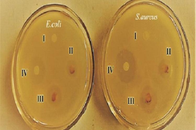 Anti-bacterial activity of AuNPs against E.coli and S.aureus after 24 hours of incubation