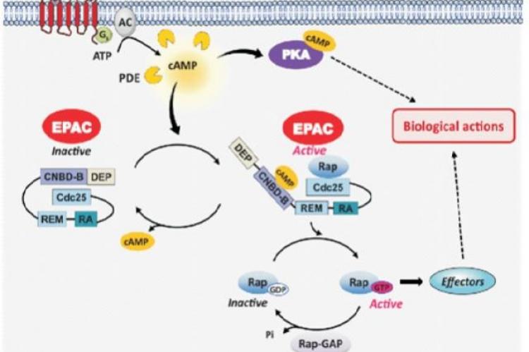 Path way of EPAC activation