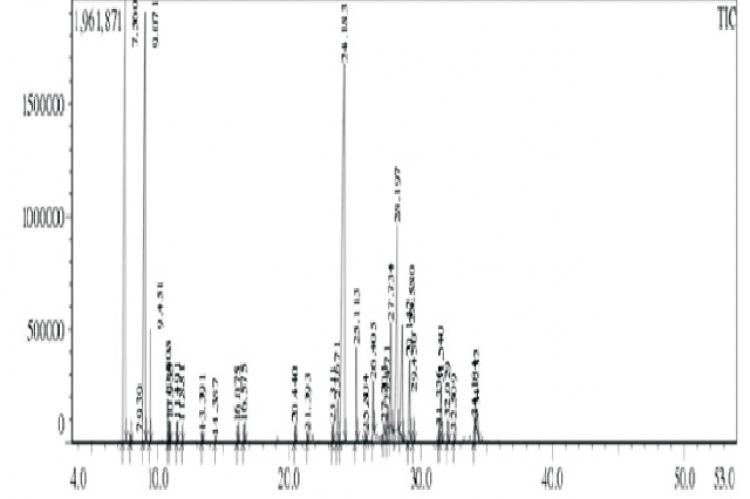 IGas chromatogram of P.korintii leaf oil