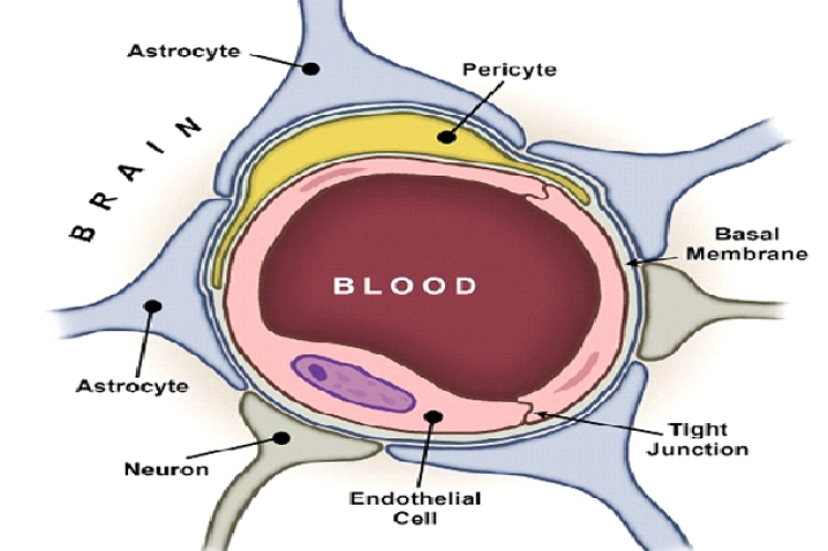 Blood brain barrier