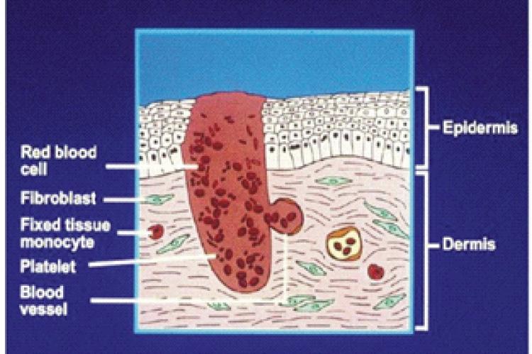 Hemostasis