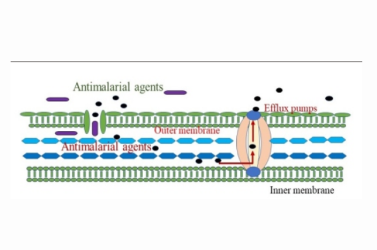 Elimination of drug molecules by efflux pump