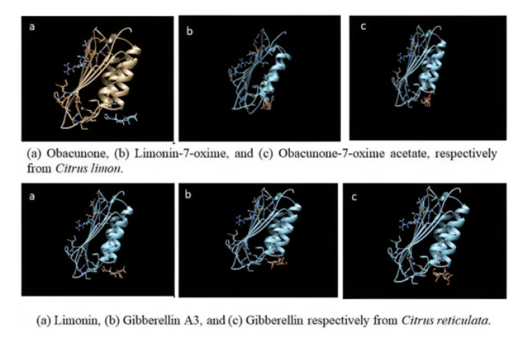 3D illustration of the docked structure of the mutant-binding domain ENTPD1 and  phytocompounds from C.limon, C.reticulata.