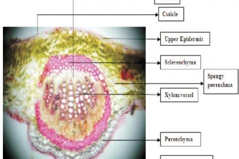 Transverse section of leaf midrib