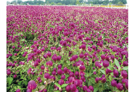  Gomphrena Globosa