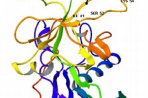 Staphylococcal Enterotoxin B complexed with GM3 Trisaccharide
