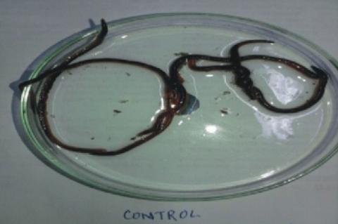 Different observation of Anthelmintic activity