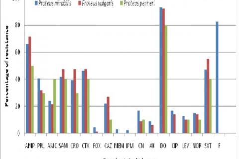 Antibiotic resistance profile of Proteus isolates