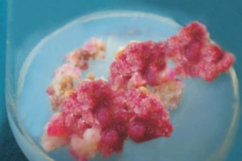 Production of pigment callus of C.infortunatum