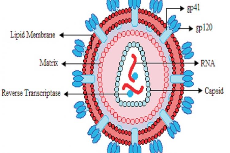 Structure of HIV virus