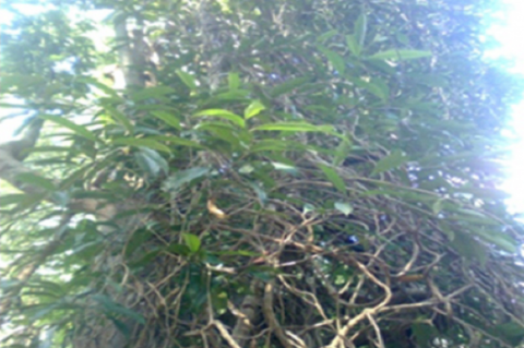 Fig.1:  Morinda reticulata Gamble