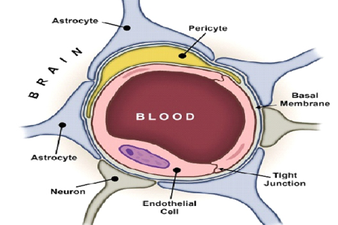 Blood brain barrier