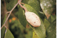 Leaves and fruit parts of Parinari  excelsa  Sabinus