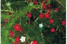 Ipomoea quamoclit